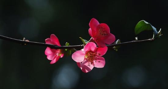 观叶海棠花语（揭示生命与爱的奥秘）