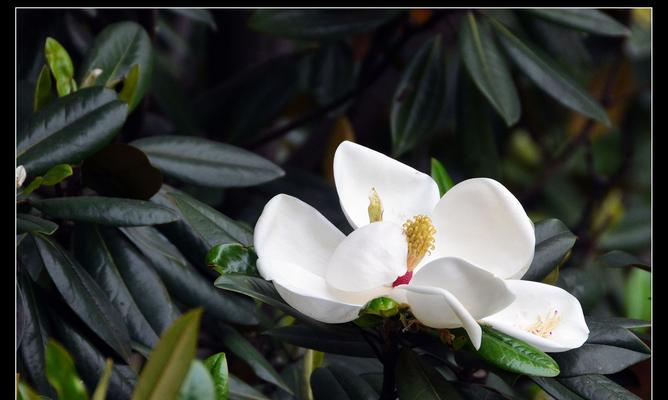 广玉兰花（广玉兰花的象征意义与价值）