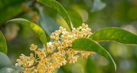 桂花的花语及含义（桂花的花语）