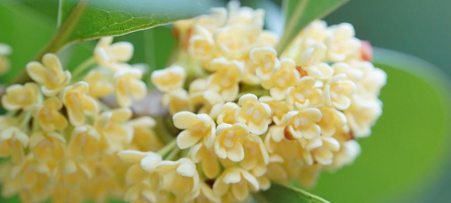 桂花开花寓意——五香芳馥的心灵启迪（桂花盛开）