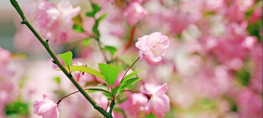 海棠花之爱情寓意（红色花朵的浪漫传承）