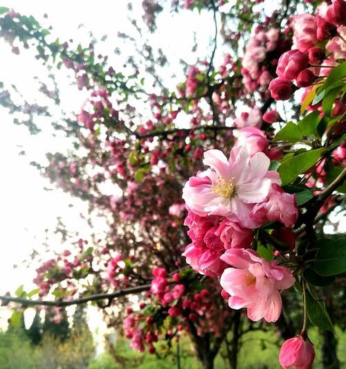 海棠花格寓意与生活启示（花开花谢）