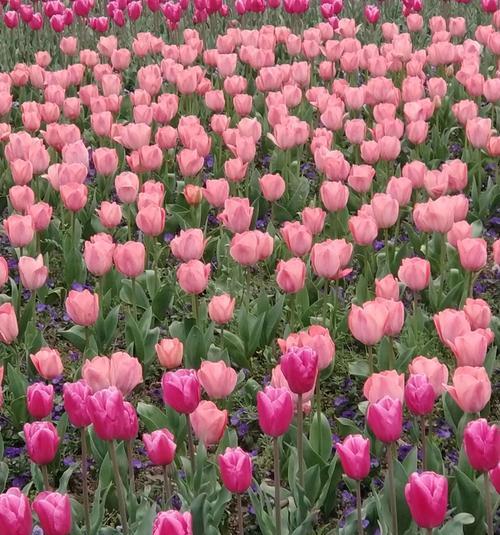 红口水仙花语之美——凝望爱与希望的芬芳（红口水仙花语）