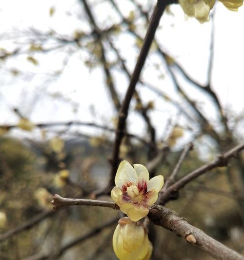 红梅花花语的深刻意义（探索红梅花的美与象征）