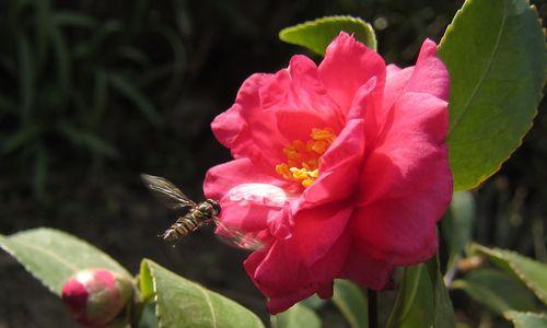 红色茶梅的花语和寓意（传递温暖和爱的红色茶梅）