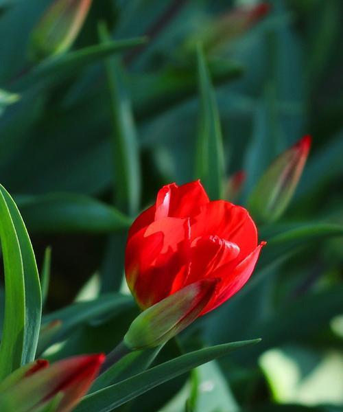 红黄郁金香花的象征意义与美丽魅力（红黄郁金香花）