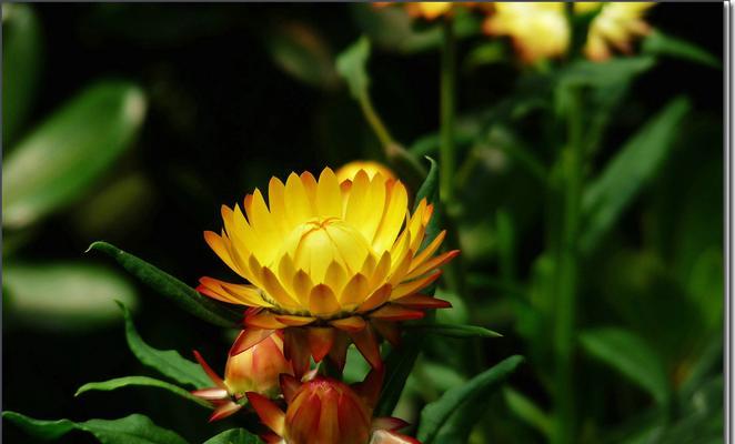 花开菊色，花语传情（以花语各色菊花为主题）