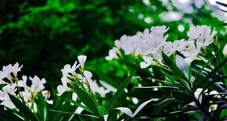 夹竹桃花语传说（探秘夹竹桃花语的神奇魅力与传说）