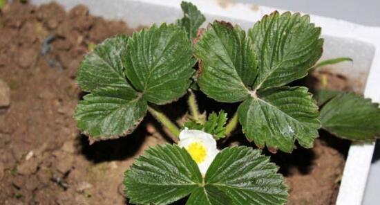 草莓的生物学分类（草莓属于什么植物类型）