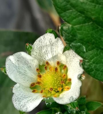 草莓开花的季节与次数（探究草莓开花的规律及管理技巧）