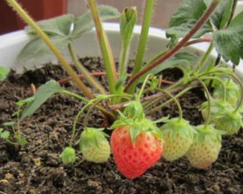 家庭草莓种植指南（在家轻松养草莓）