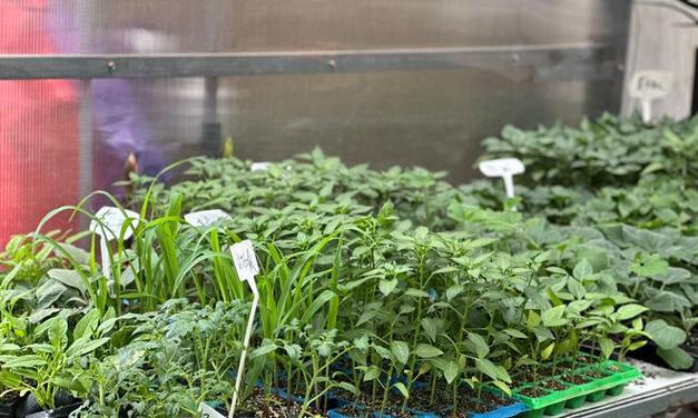 草莓种子的种植方法（从时间到技巧）