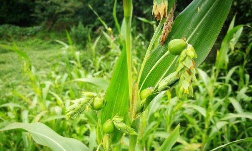 草珠子的种植时间（掌握草珠子种植时间）