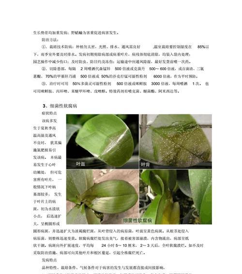 茶花病虫害的防治方法技术（打造健康茶花园——茶花病虫害综合治理）