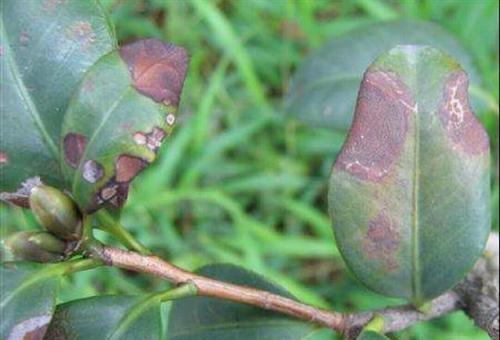 茶花病虫害防治技术措施（从源头防范病虫害）