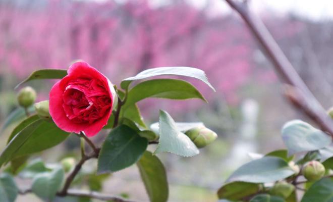 山茶花花语与寓意（解读山茶花的情感象征和文化内涵）