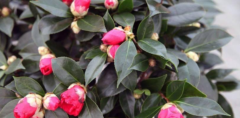 山茶花可以浇醋吗（了解山茶花的营养需求和适宜浇水方法）