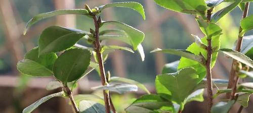 茶花水培全攻略（茶花的水培养殖方法和注意事项）