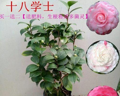 茶花的养护秘籍（用水养护茶花）