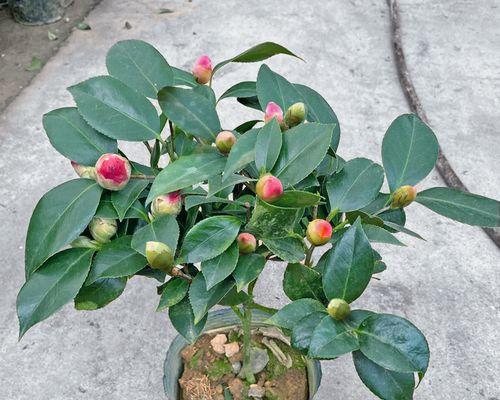 种在院子里的山茶花（让你的院子更加美丽）