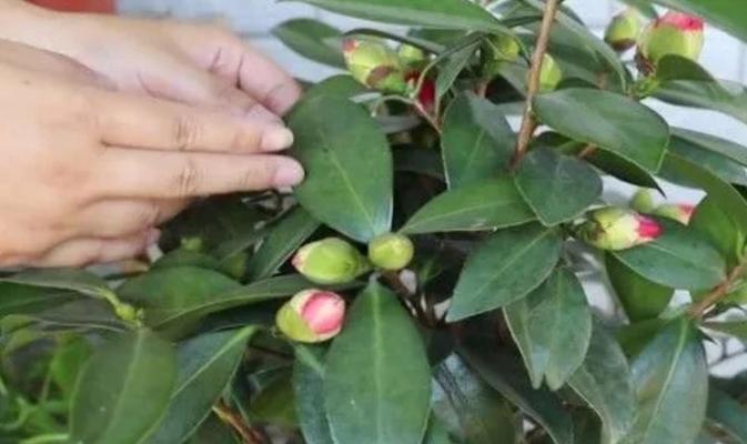 茶花夏季的养护（让茶花在夏日绽放美丽的姿态）