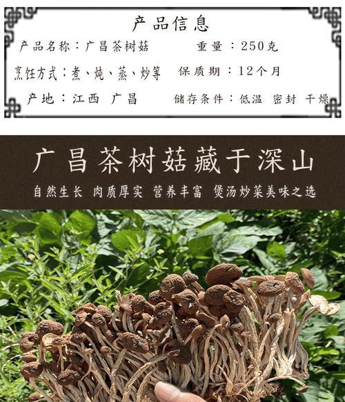 茶树菇的生长环境剖析（茶树菇生长地点与特点）