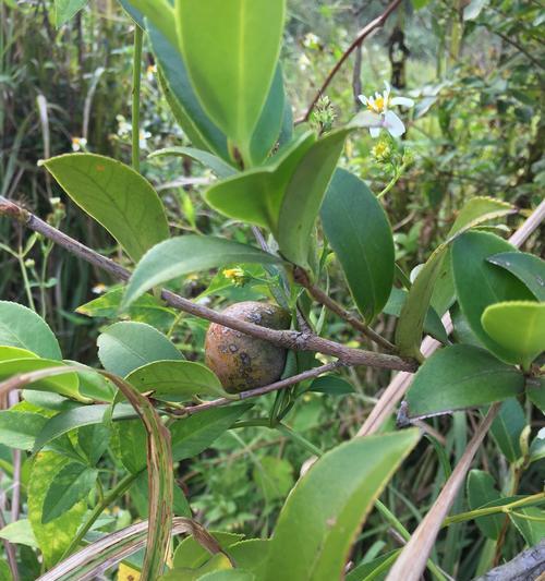 山茶树几年结果实的探究（从花芽形成到结果实成熟）