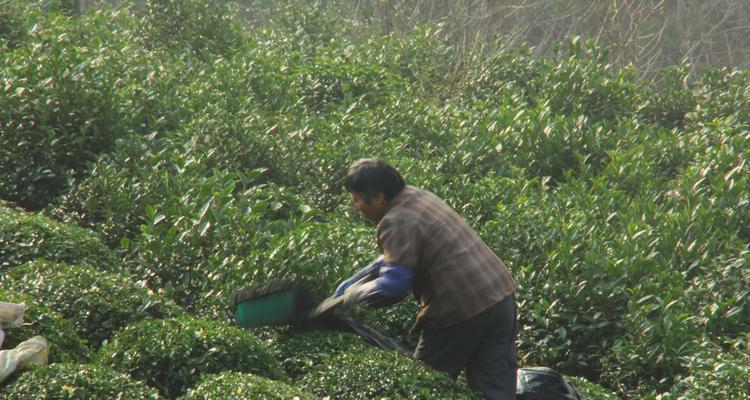 茶树剪枝的最佳时间（如何确定茶树剪枝的最佳时间）