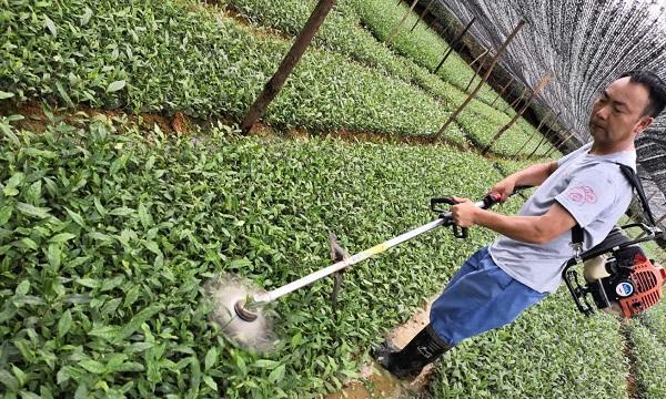 茶树剪枝（掌握正确时间与方法）