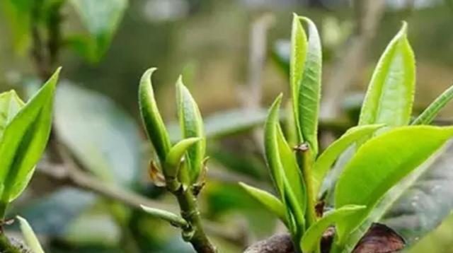 探秘油茶树的生长环境与特点（了解油茶树的六大生长条件和三大特点）