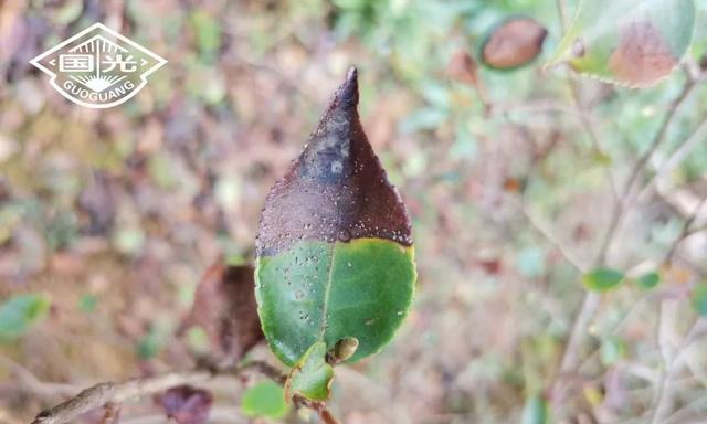 探究茶树炭疽病的发病原因及治疗方法（茶树炭疽病防治指南）