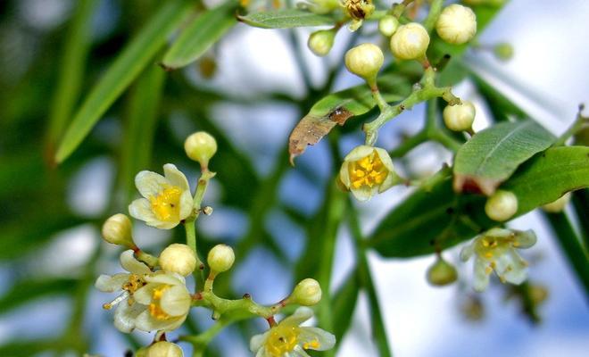 探秘胡椒的生长环境及特点（从种植到采摘）