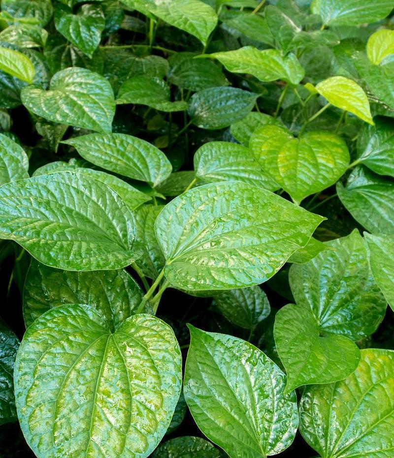 探秘胡椒的生长环境及特点（从种植到采摘）