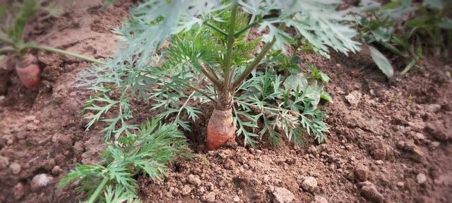 胡萝卜的成长之路（从种植到收获）