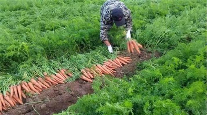 胡萝卜的生长环境及生长地方条件（打造适宜胡萝卜生长的环境和条件）