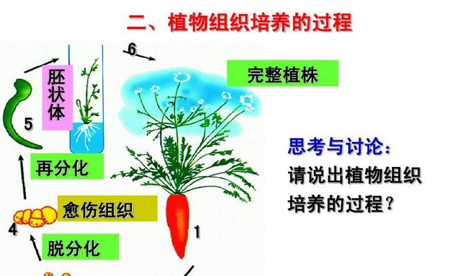 胡萝卜出苗怎么种（胡萝卜几天出苗）