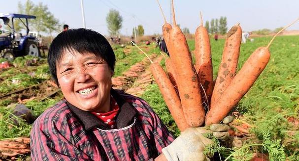 胡萝卜的生长周期与收获时间剖析（了解胡萝卜的生长规律和成熟时间）