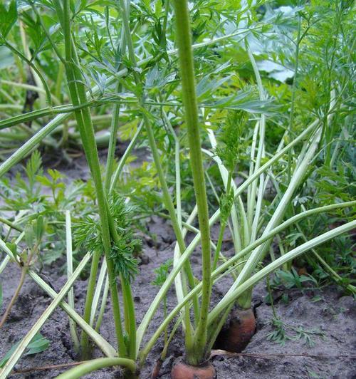 胡萝卜种植最佳时间及适合季节（掌握胡萝卜种植的最佳时间）