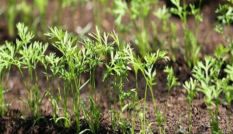 胡萝卜生长期到底有多长（从种植到收获）