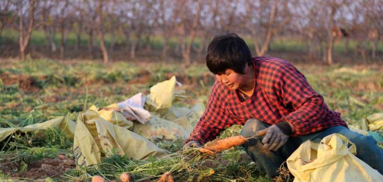 胡萝卜种植全攻略（掌握胡萝卜种植的时间）