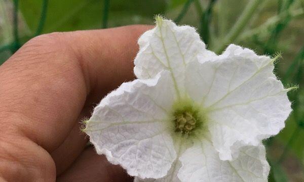 葫芦花的生长和开花过程（从种植到开花的全过程详解）