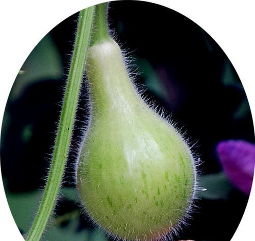 葫芦花的生长和开花过程（从种植到开花的全过程详解）