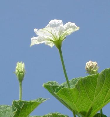 探究葫芦花的性别（单性还是双性）