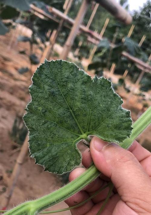 葫芦花叶病的症状和防治方法（了解葫芦花叶病的危害和预防措施）