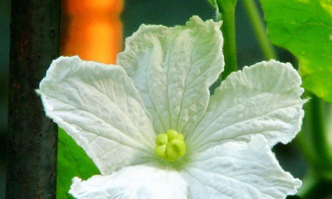 探秘葫芦的开花结果时间（揭秘葫芦开花结果的时间节点及关键环节）