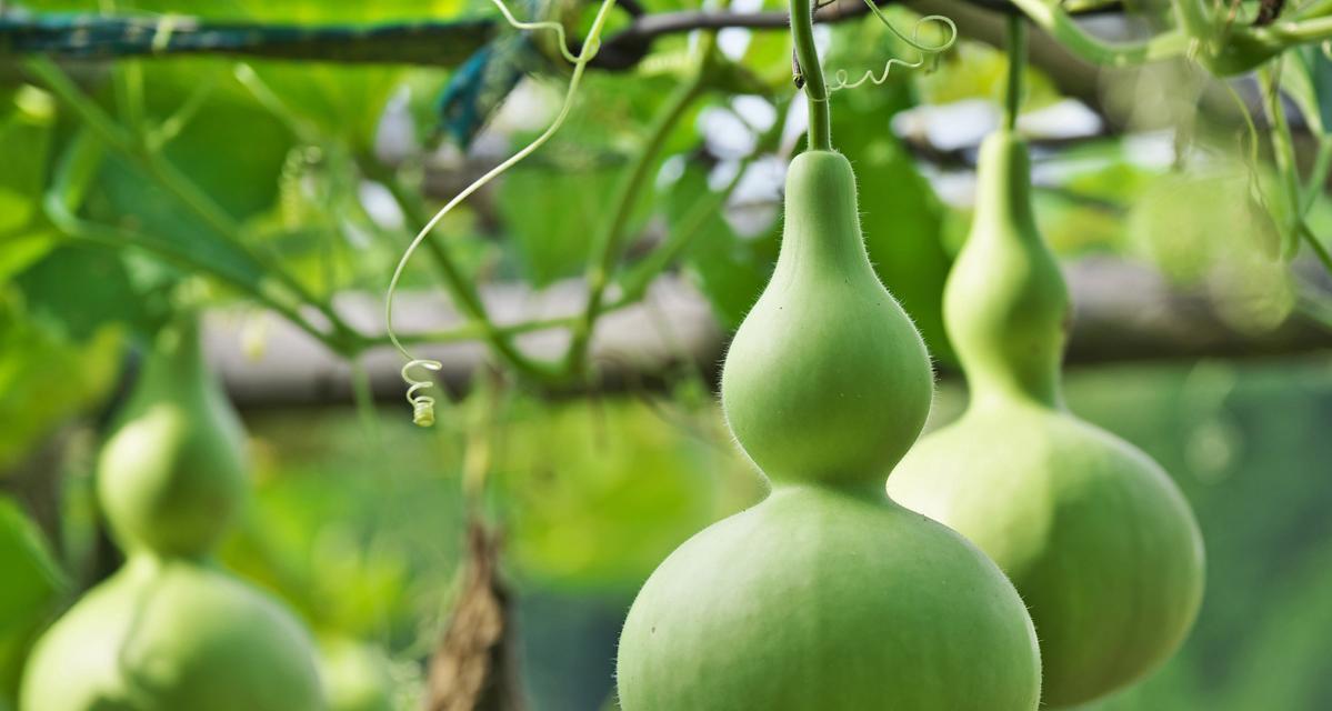 种植葫芦的最佳时间（选择正确的月份）