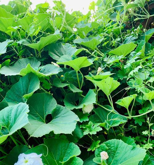 葫芦开花时间及特点——探寻葫芦开花的奥秘