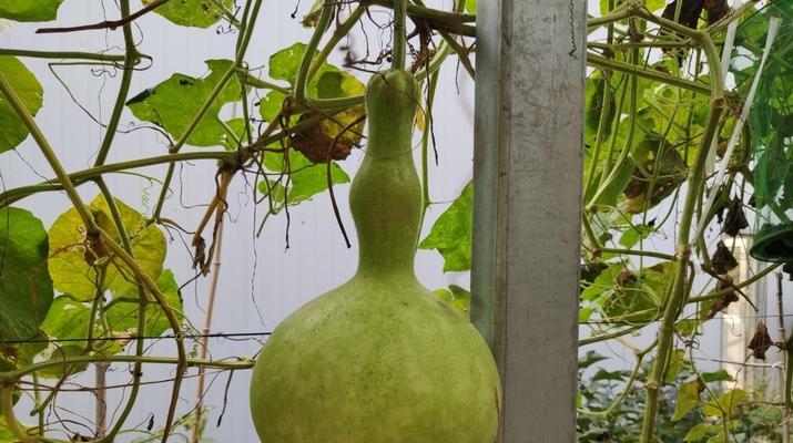 探究葫芦的生物属性（从植物形态到生长环境）