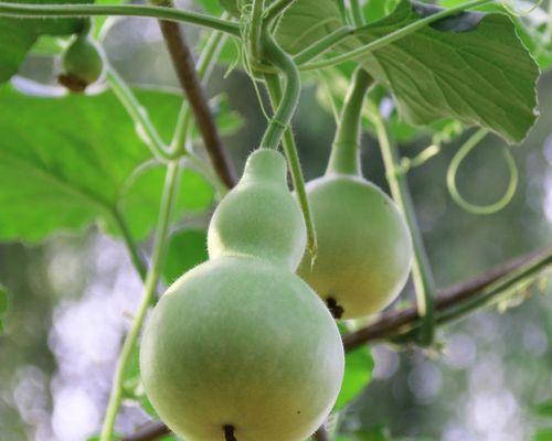 探究葫芦喜欢阳光的科学原理（探究葫芦喜欢阳光的科学原理）