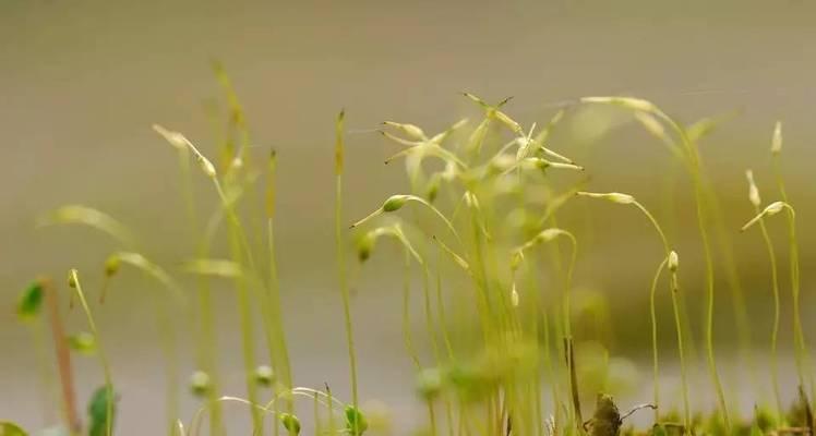 葫芦藓的分类和特点（葫芦藓是被子植物吗）